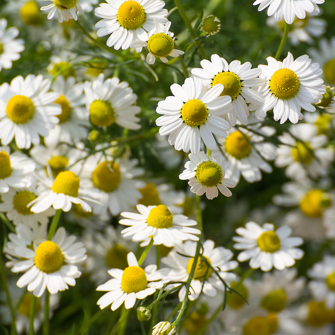 Chamomile infused oil, NZ image 0